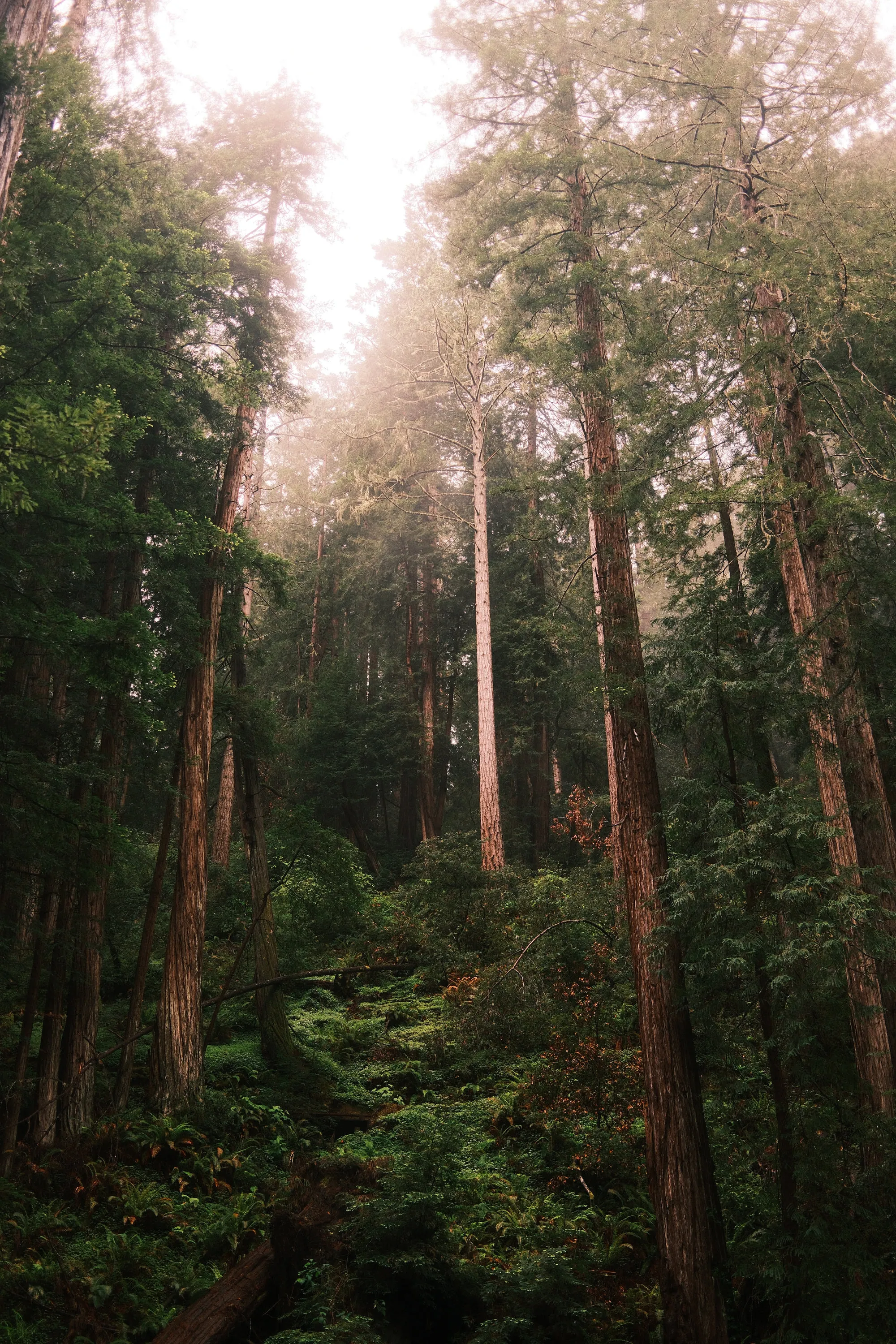 Light coming down through the redwoods.