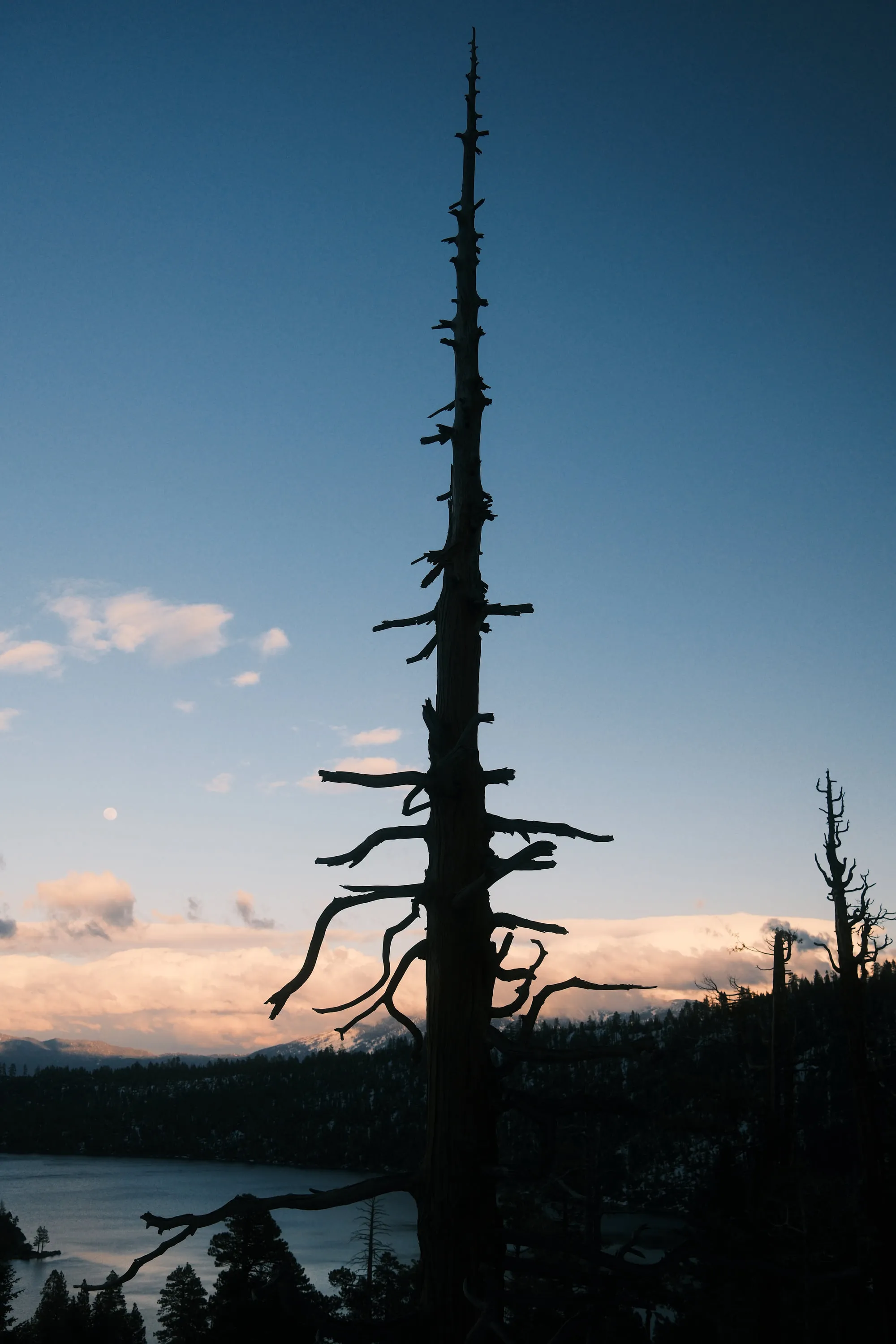 A bare pine against the last of the blue.