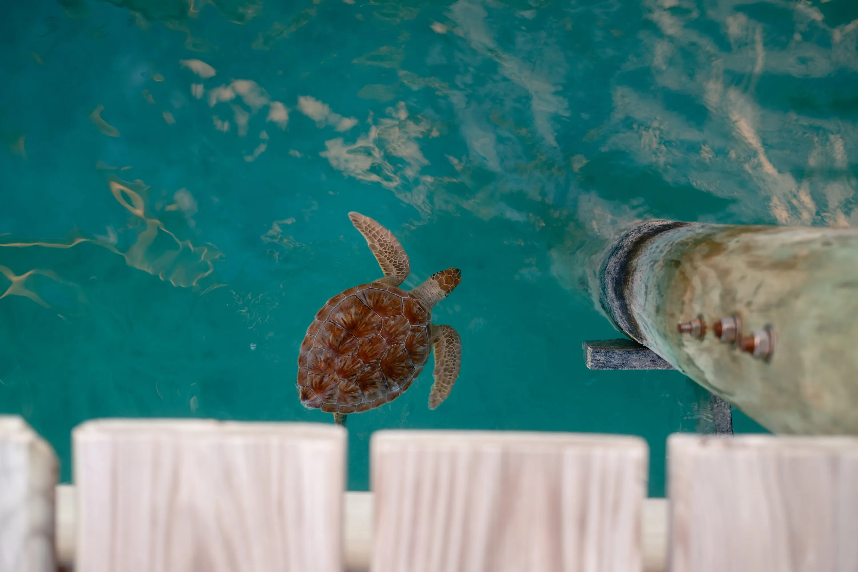 A turtle surfacing beside the jetty.